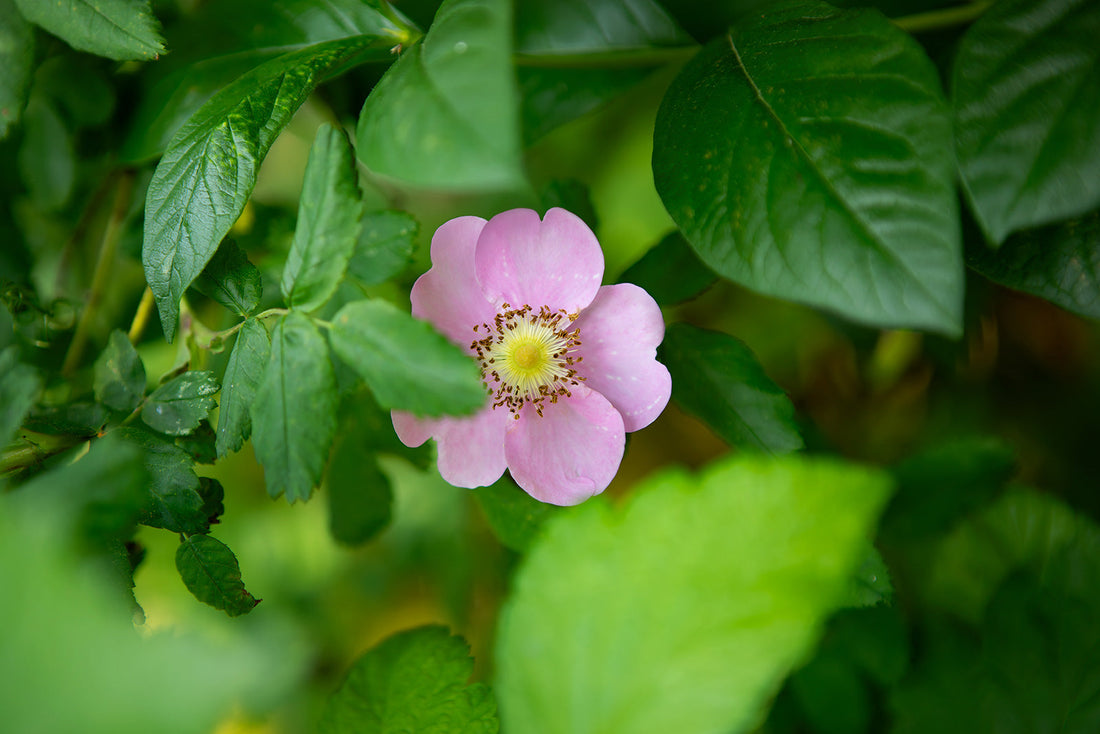 Canadian Wild Rose