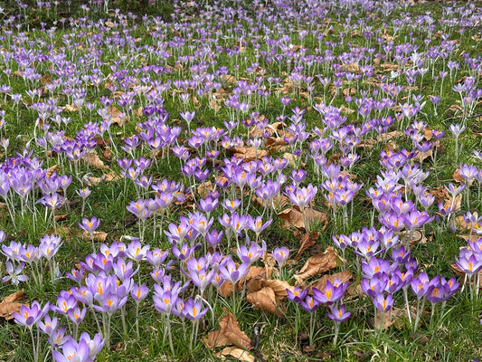 Spring Awakens