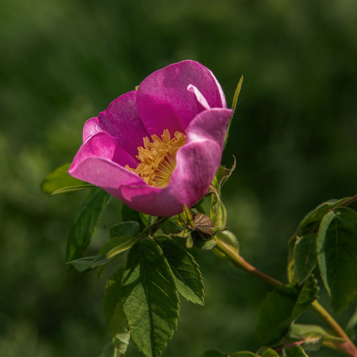 WILD ROSE FACIAL OIL