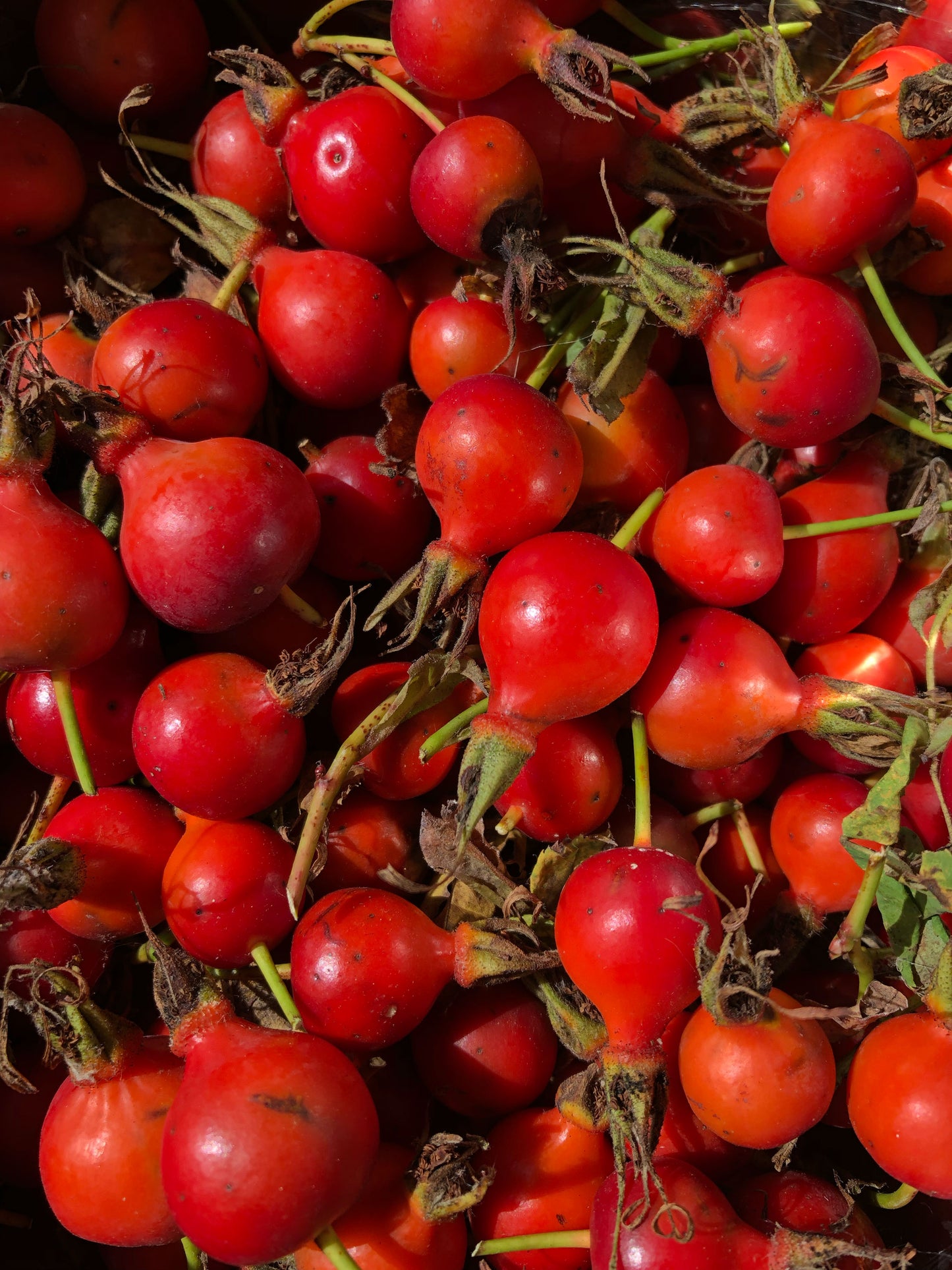 ROSEHIP FACIAL OIL