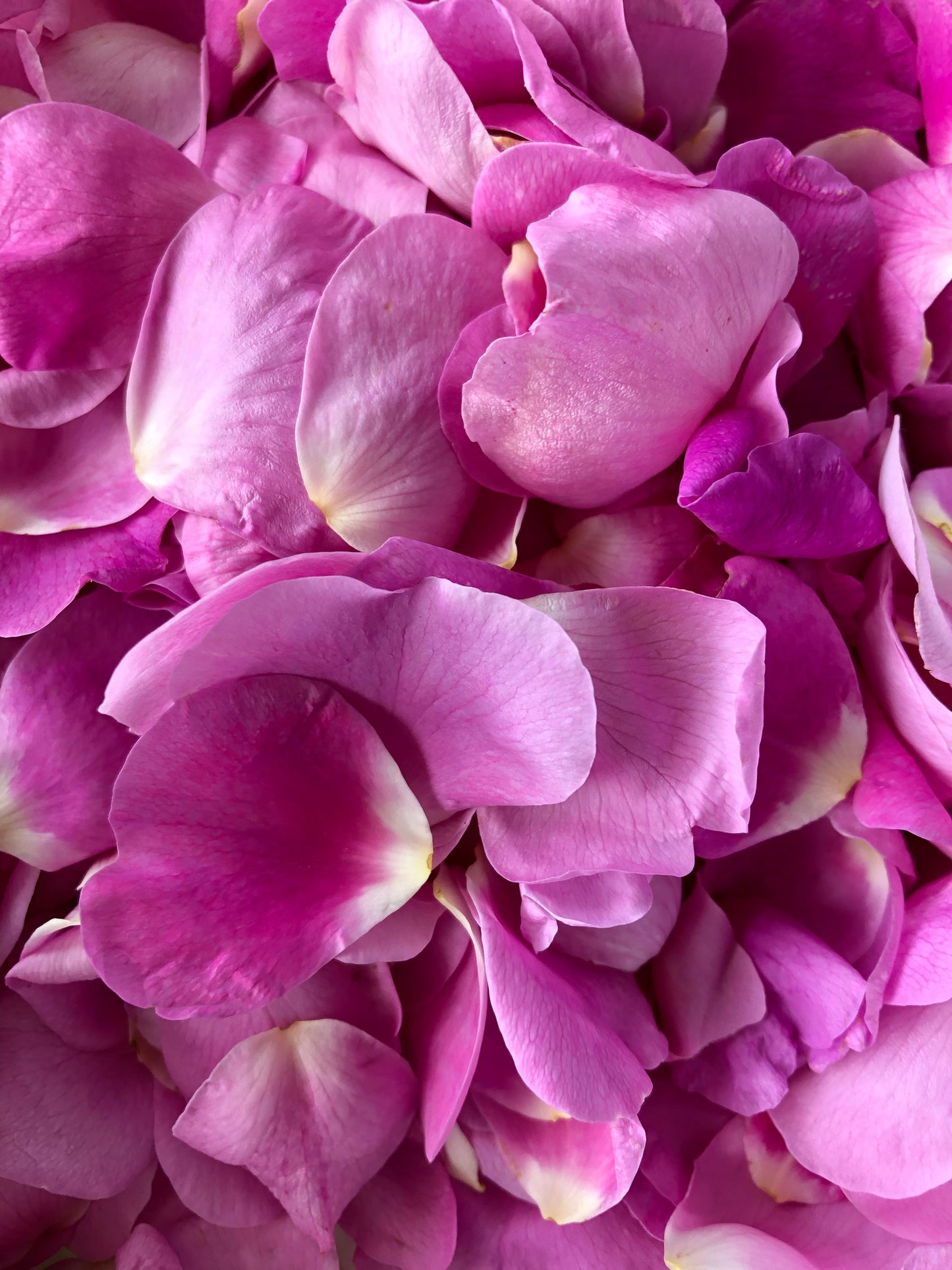 WILD ROSE FACIAL OIL