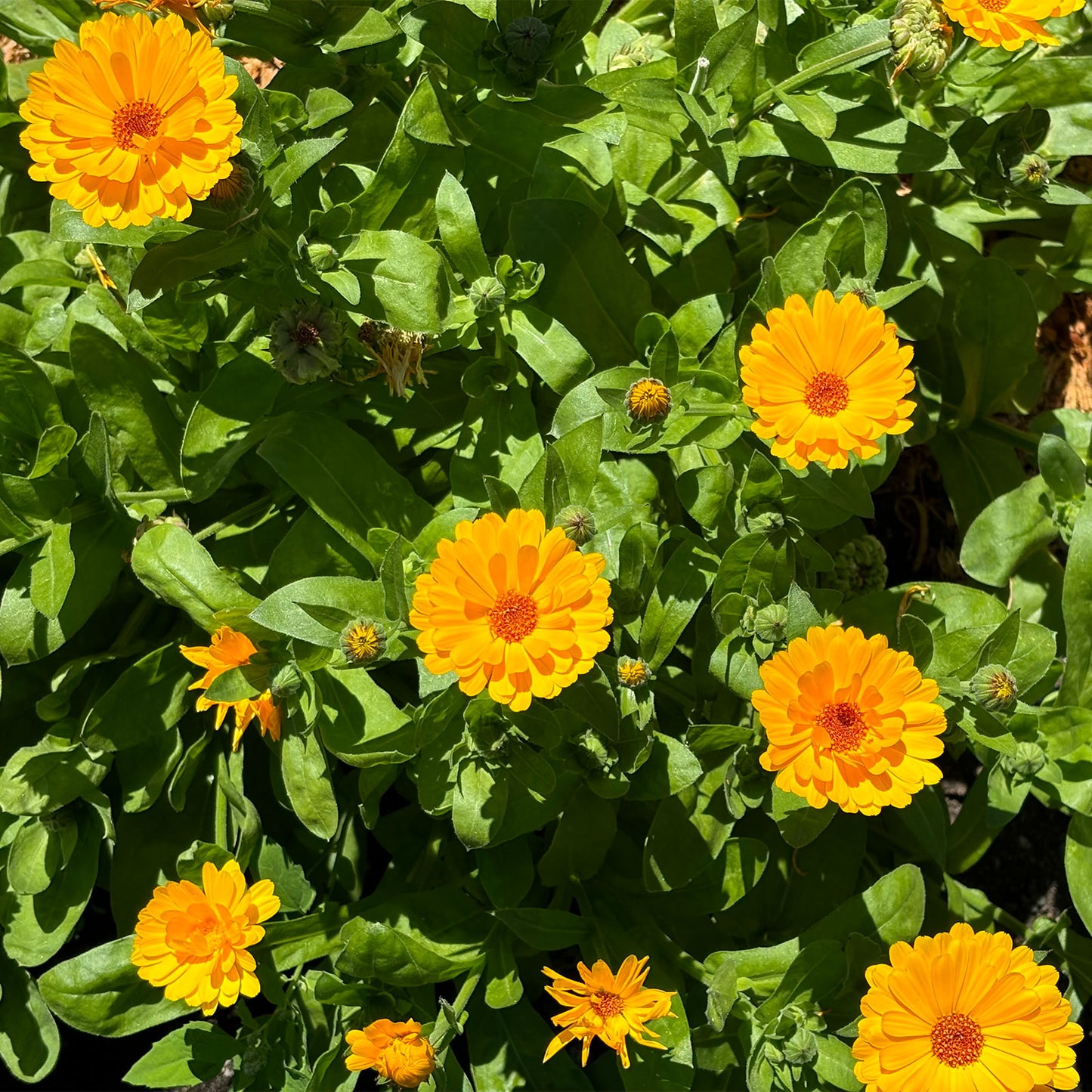 CALENDULA FACIAL OIL