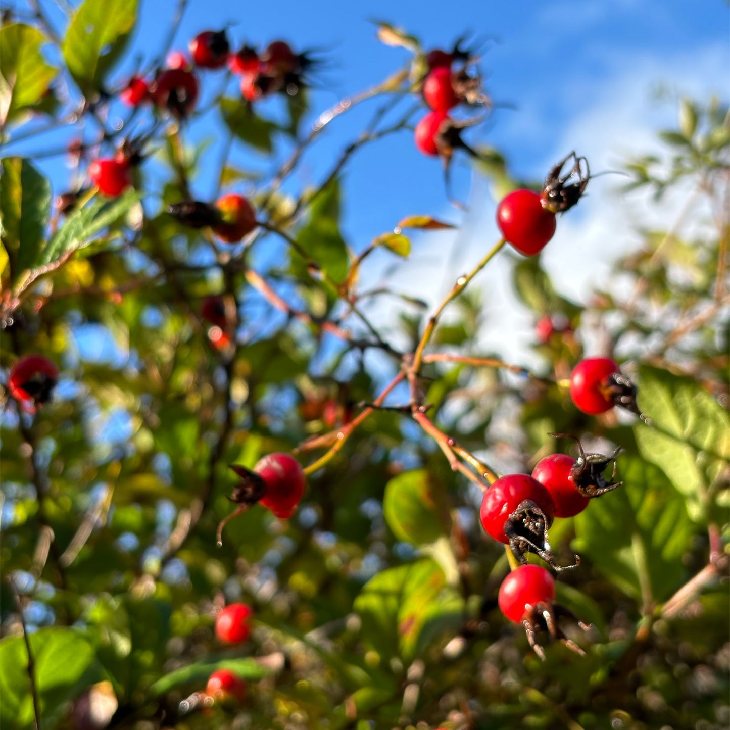 ROSEHIP FACIAL OIL