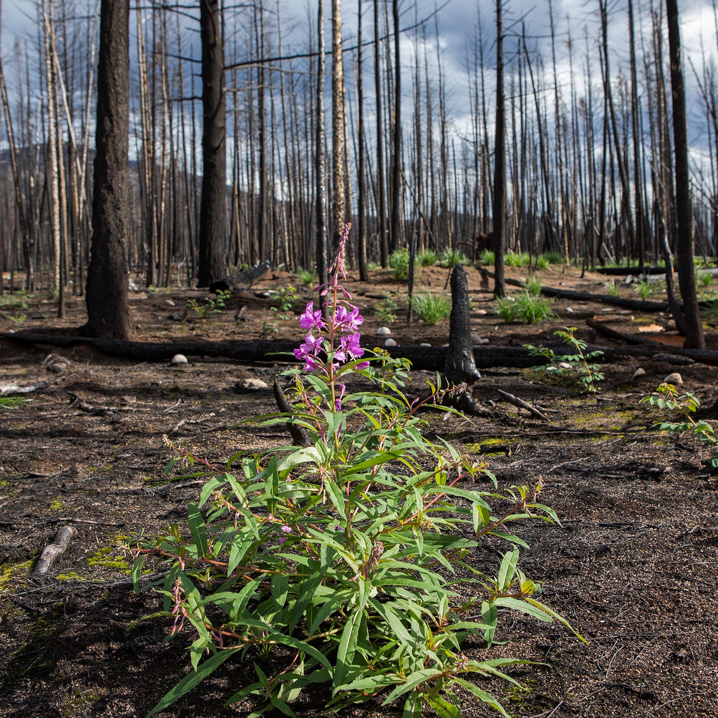 FIREWEED FACIAL OIL