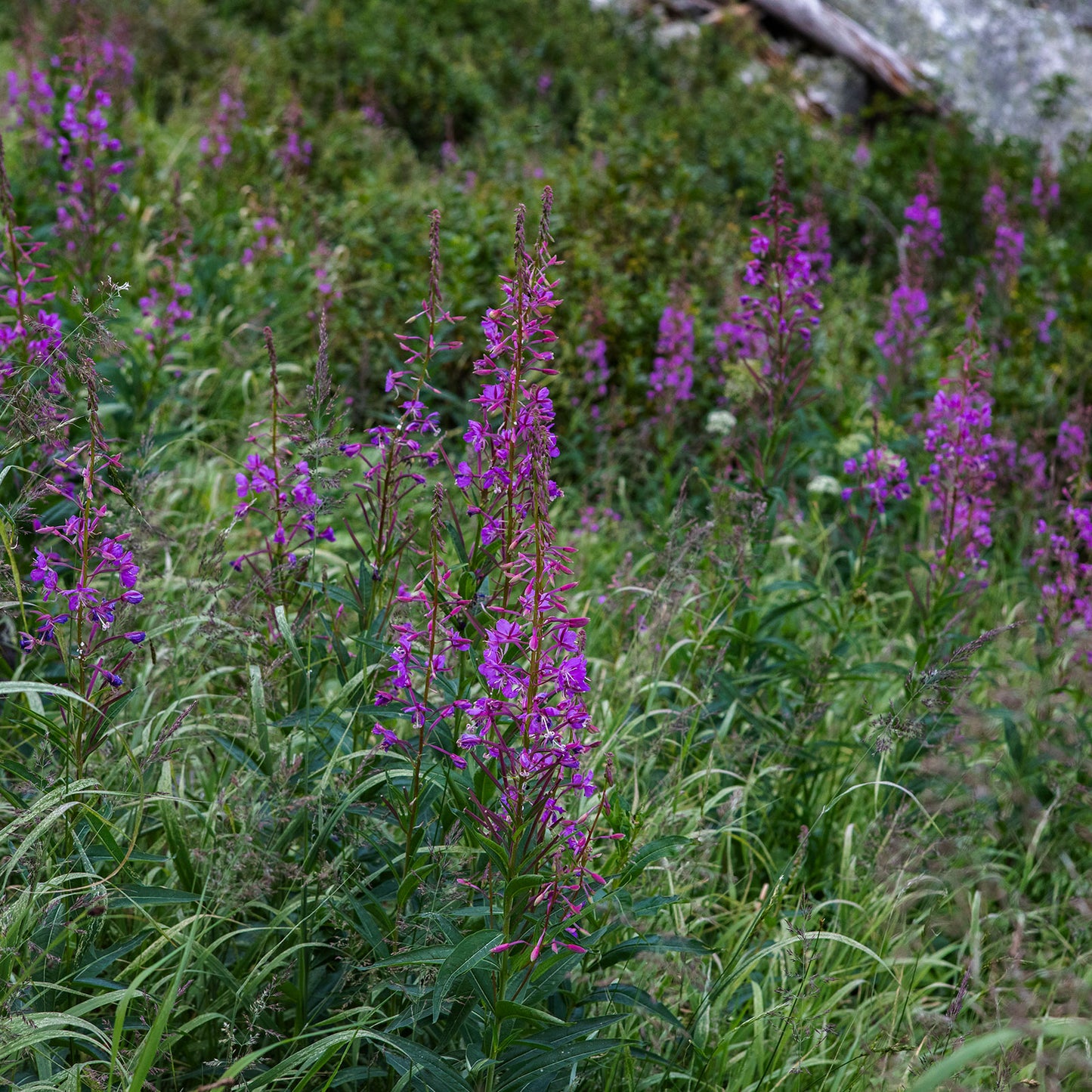 FIREWEED FACIAL OIL