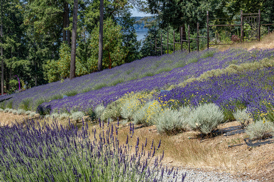 Lavender & Balck