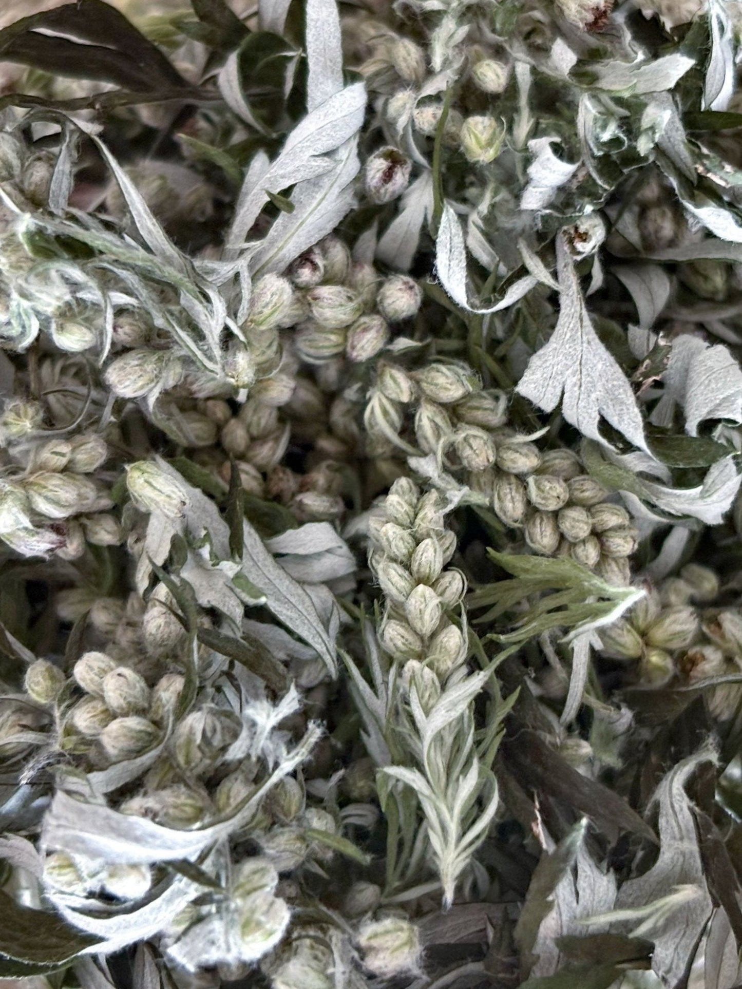 MUGWORT FACIAL OIL