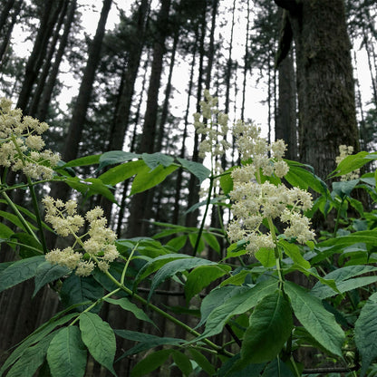 ELDERFLOWER FACIAL OIL