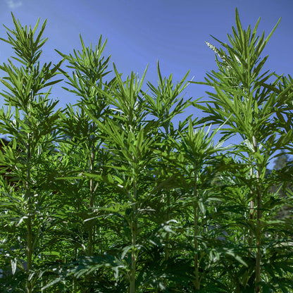MUGWORT FACIAL OIL
