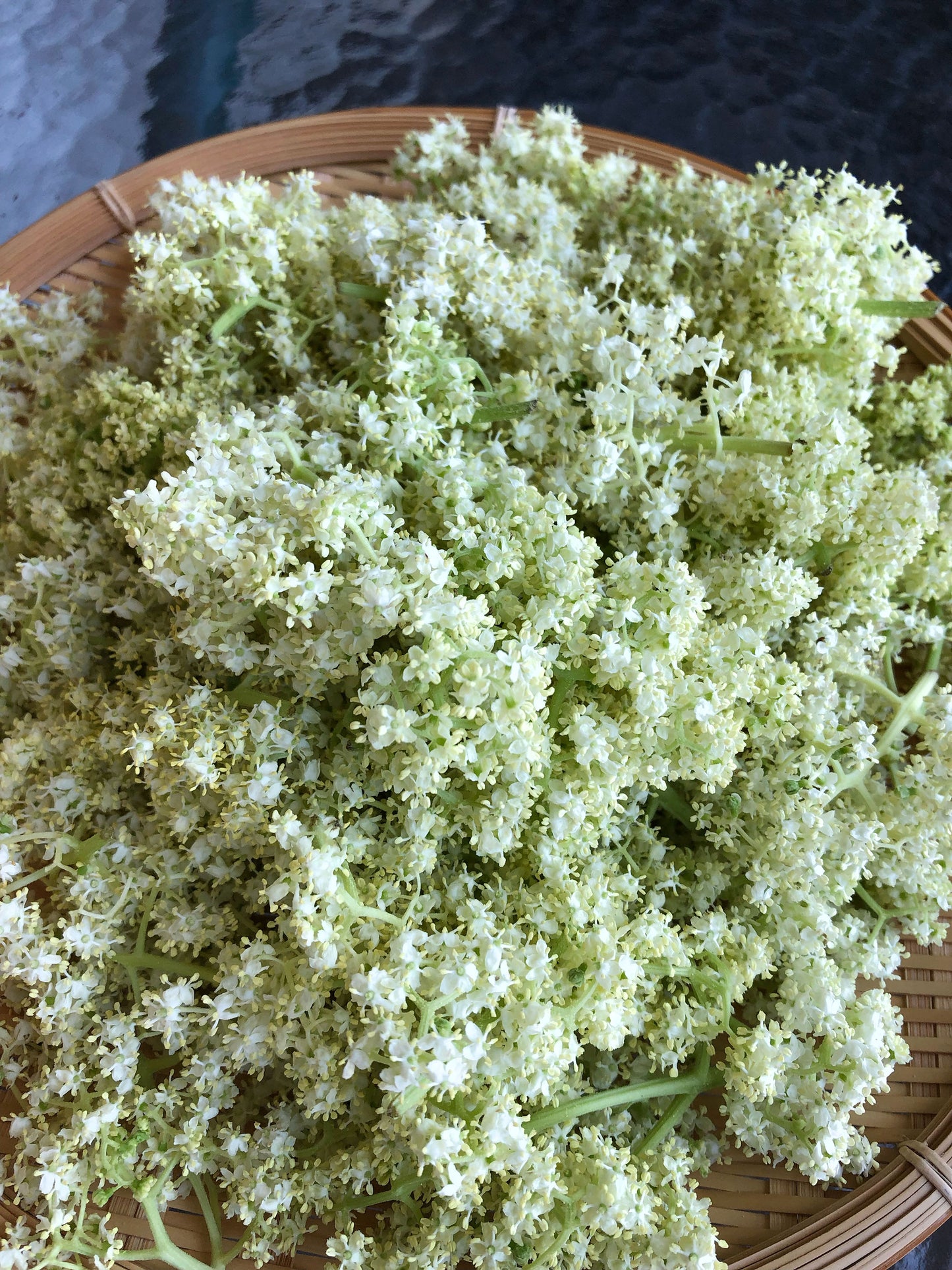 ELDERFLOWER FACIAL OIL