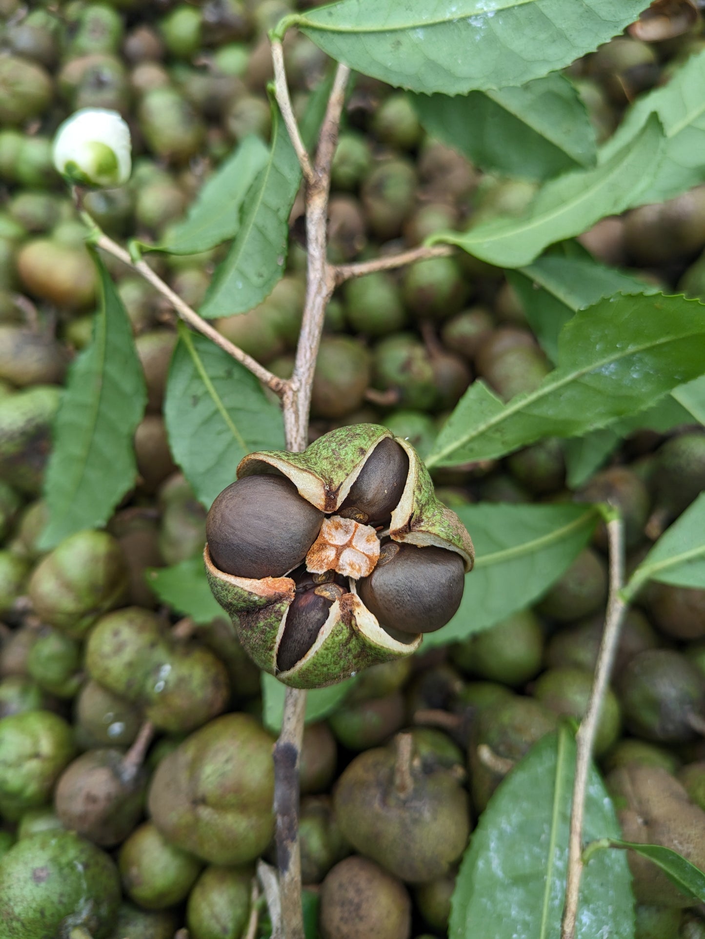 GREEN TEA SEED OIL