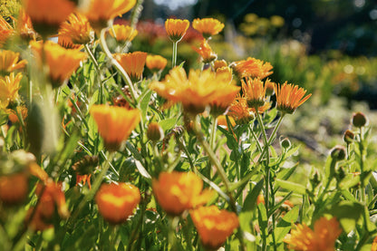 CALENDULA FACIAL OIL